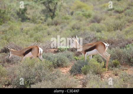 Springbock in Halbwüste, Sanbona, Südafrika Stockfoto