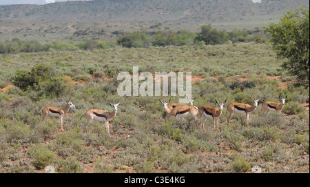 Springbock in Halbwüste, Sanbona, Südafrika Stockfoto