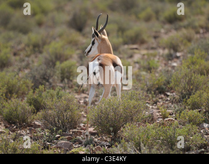 Springbock in Halbwüste, Sanbona, Südafrika Stockfoto