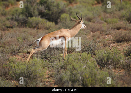 Springbock in Halbwüste, Sanbona, Südafrika Stockfoto