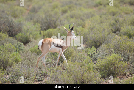 Springbock in Halbwüste, Sanbona, Südafrika Stockfoto