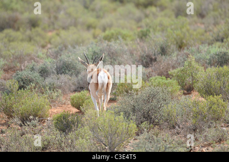 Springbock in Halbwüste, Sanbona, Südafrika Stockfoto