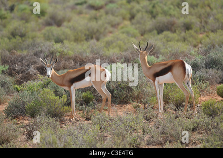 Springbock in Halbwüste, Sanbona, Südafrika Stockfoto