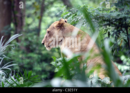 Eine Löwin (Panthera Leo) ausruhen im Schatten im Zoo von Singapur Stockfoto