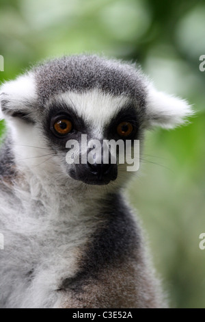 Porträt des Ring-tailed Lemuren (Lemur Catta) im Zoo von Singapur Stockfoto