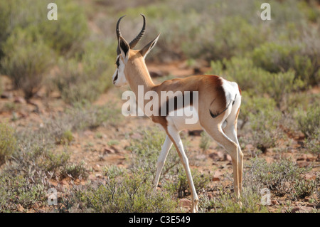 Springbock in Halbwüste, Sanbona, Südafrika Stockfoto