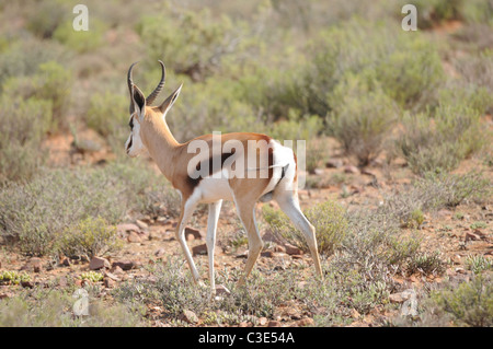 Springbock in Halbwüste, Sanbona, Südafrika Stockfoto