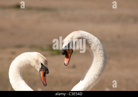 Zwei Schwäne machen eine Herzform Stockfoto