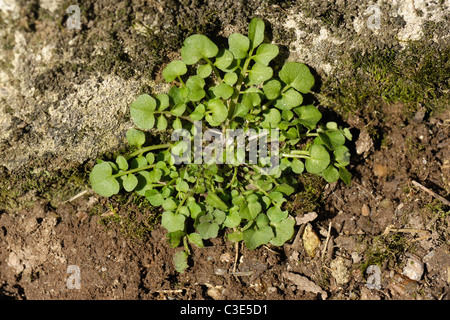 Behaarte Schaumkraut (Cardamine Hirsuta) junge Pflanze Rosette auf Boden Stockfoto