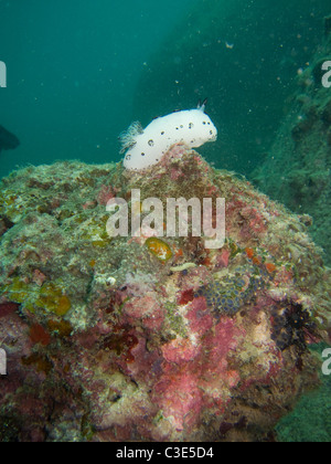 Nacktschnecke mit Antenne verlängert auf rote Koralle zu füttern. RAW zur Verfügung. Stockfoto