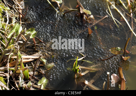 Europäische Frosch (Rana Temporaria) Frogspawn Masse mit Streichern der Kröte laichen in oben rechts Stockfoto