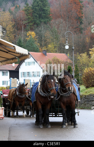 Pferdekutschen, die Touristen bis zum Schloss Neuschwanstein, Schwangau, Bayern, Deutschland im Herbst Stockfoto