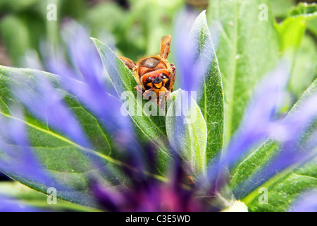 Europäische Hornisse (Vespa Crabro) mit Blume Dorn - Makroaufnahme Stockfoto