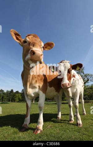 Nachlass von Tatton Park, England. Nahaufnahme Weitwinkel von Kühen an Tatton Park Home Farm. Stockfoto