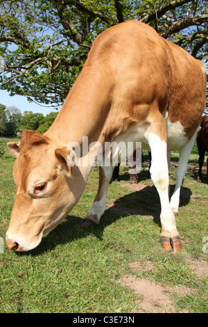 Nachlass von Tatton Park, England. Nahaufnahme einer Kuh Guernsey an Tatton Park Home Farm. Stockfoto