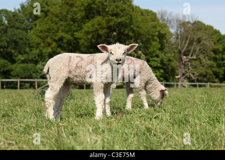 Nachlass von Tatton Park, England. Frühjahr Lämmer Tatton Park Home Farm. Stockfoto