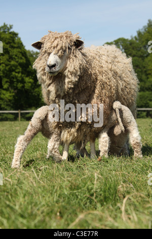 Nachlass von Tatton Park, England. Leicester Longwool Schafe und Lämmer an Tatton Park Home Farm. Stockfoto