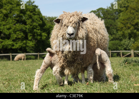 Nachlass von Tatton Park, England. Leicester Longwool Schafe und Lämmer an Tatton Park Home Farm. Stockfoto