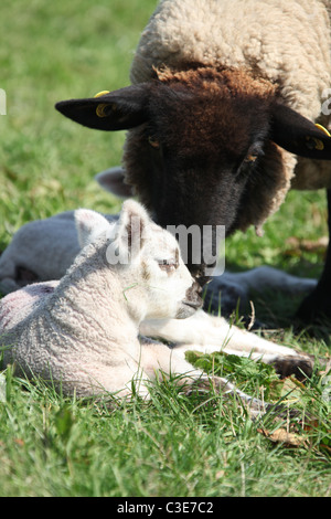 Nachlass von Tatton Park, England. Schafe und Lämmer an Tatton Park Home Farm. Stockfoto