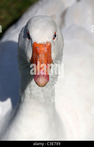 Nachlass von Tatton Park, England. Nahaufnahme einer Gans an Tatton Park Home Farm. Stockfoto