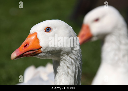 Nachlass von Tatton Park, England. Nahaufnahme einer Gans an Tatton Park Home Farm. Stockfoto