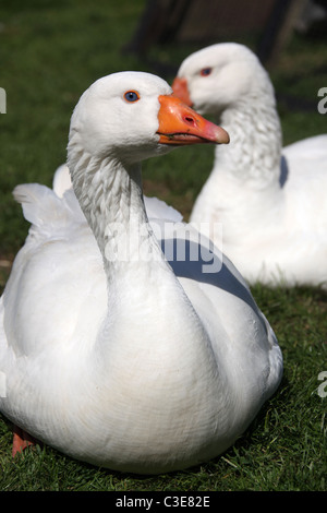 Nachlass von Tatton Park, England. Nahaufnahme einer Gans an Tatton Park Home Farm. Stockfoto