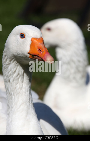 Nachlass von Tatton Park, England. Nahaufnahme einer Gans an Tatton Park Home Farm. Stockfoto