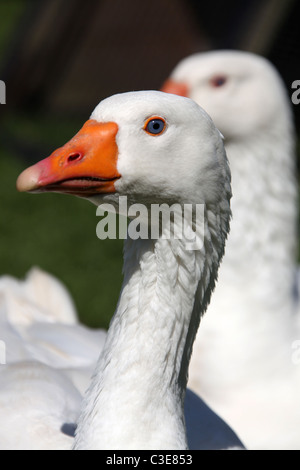 Nachlass von Tatton Park, England. Nahaufnahme einer Gans an Tatton Park Home Farm. Stockfoto