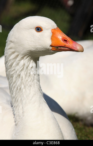 Nachlass von Tatton Park, England. Nahaufnahme einer Gans an Tatton Park Home Farm. Stockfoto