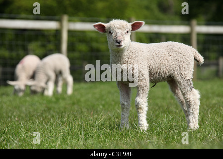 Nachlass von Tatton Park, England. Frühjahr Lämmer Tatton Park Home Farm. Stockfoto