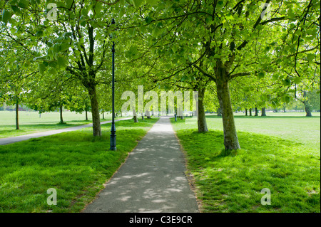 Von Bäumen gesäumten Weg in Clapham Common in Lambeth, London, UK. Stockfoto