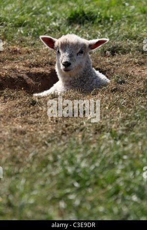 Nachlass von Tatton Park, England. Frühling Lamm Tatton Park Home Farm. Stockfoto