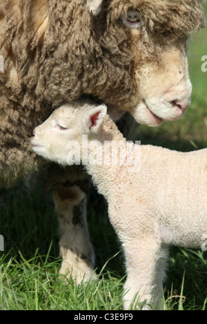 Nachlass von Tatton Park, England. Schafe und Lämmer an Tatton Park Home Farm. Stockfoto