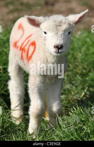 Nachlass von Tatton Park, England. Frühling Lamm Tatton Park Home Farm. Stockfoto