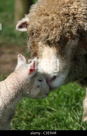 Nachlass von Tatton Park, England. Schafe und Lämmer an Tatton Park Home Farm. Stockfoto