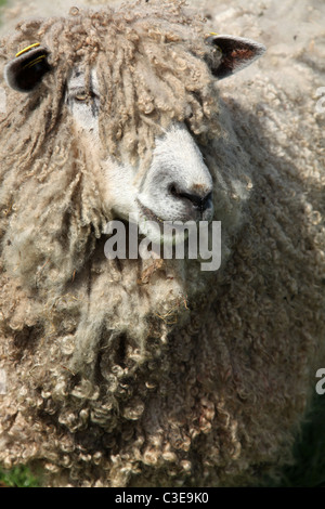 Nachlass von Tatton Park, England. Leicester Longwool Schafe und Lämmer an Tatton Park Home Farm. Stockfoto