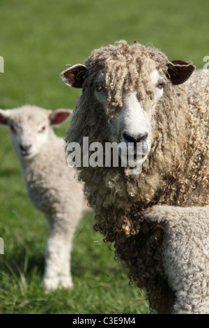 Nachlass von Tatton Park, England. Leicester Longwool Schafe und Lämmer an Tatton Park Home Farm. Stockfoto