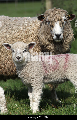 Nachlass von Tatton Park, England. Leicester Longwool Schafe und Lämmer an Tatton Park Home Farm. Stockfoto