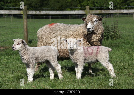 Nachlass von Tatton Park, England. Leicester Longwool Schafe und Lämmer an Tatton Park Home Farm. Stockfoto