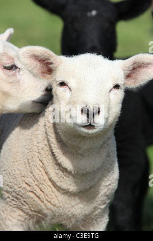 Nachlass von Tatton Park, England. Frühjahr Lämmer Tatton Park Home Farm. Stockfoto