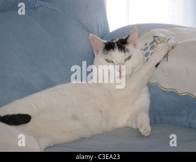 WEIßE UND SCHWARZE KATZE, DIE SITZT AUF EINEM BLAUEN STUHL MIT PFOTE RUHT AUF COVER Stockfoto