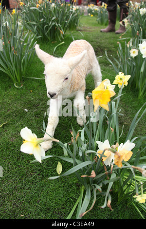 Nachlass von Tatton Park, England. Frühling Lamm Tatton Park Home Farm. Stockfoto