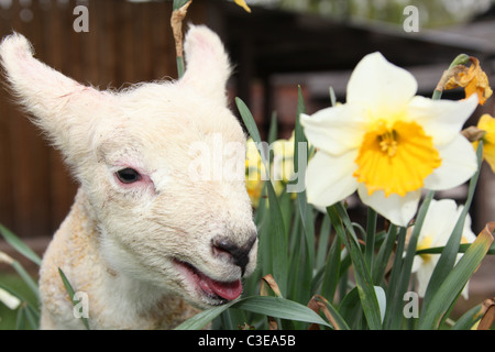 Nachlass von Tatton Park, England. Frühling Lamm Tatton Park Home Farm. Stockfoto