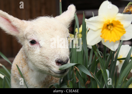 Nachlass von Tatton Park, England. Frühling Lamm Tatton Park Home Farm. Stockfoto