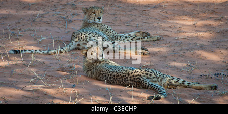 zwei jungen Geparden im Schatten entspannen Stockfoto