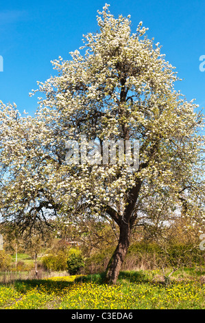 Blühende Birne Baum Blüte - Sud-Touraine, Frankreich. Stockfoto