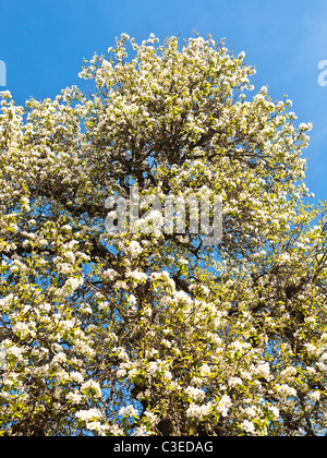 Blühende Birne Baum Blüte - Sud-Touraine, Frankreich. Stockfoto