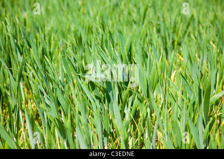 Grüne Triebe des jungen Getreidepflanzen in einem Feld, Kent, UK Stockfoto