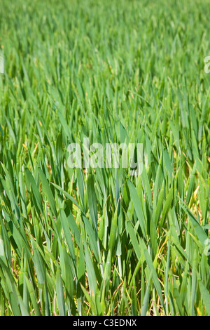 Grüne Triebe des jungen Getreidepflanzen in einem Feld, Kent, UK Stockfoto