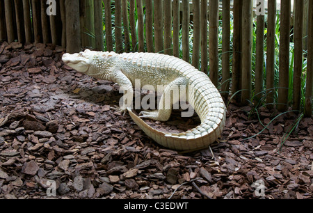 Albino-Alligator (Alligator Mississippiensis) geht in seinem Gehege. Stockfoto